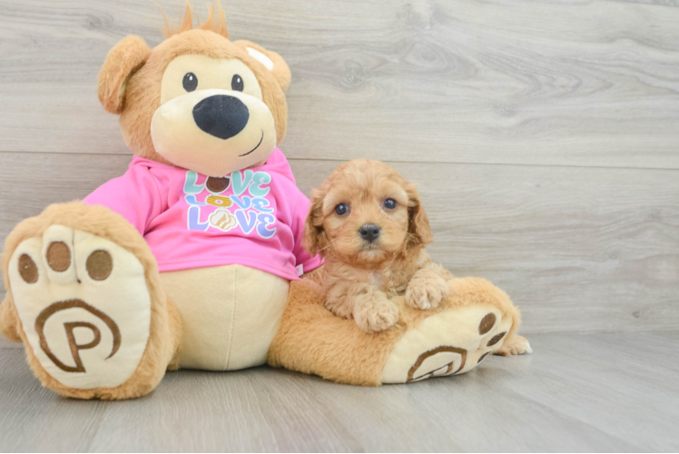 Friendly Cavapoo Baby