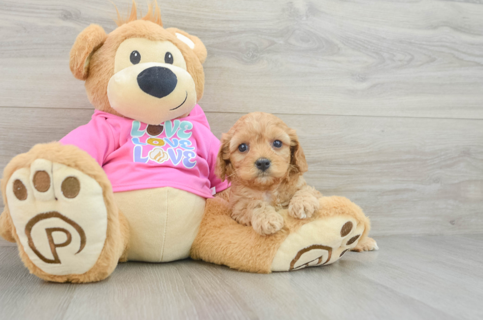 6 week old Cavapoo Puppy For Sale - Premier Pups