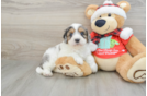 Energetic Cavoodle Poodle Mix Puppy