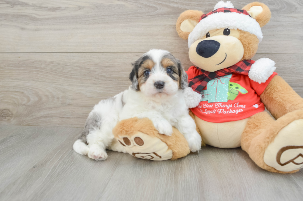 Energetic Cavoodle Poodle Mix Puppy