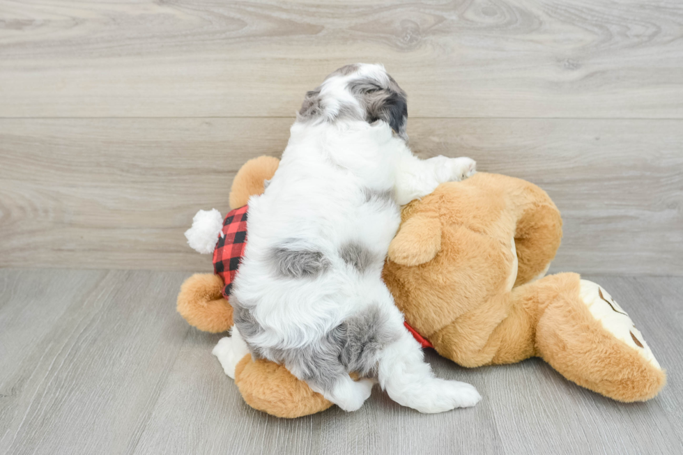 Friendly Cavapoo Baby