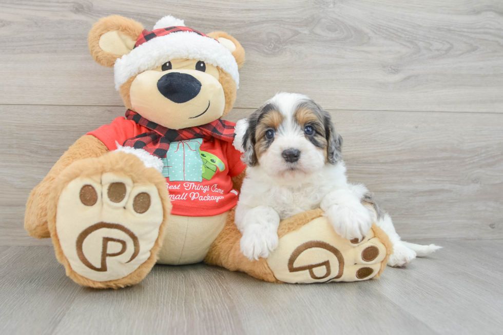 Cavapoo Pup Being Cute