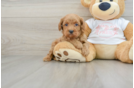 Cavapoo Pup Being Cute