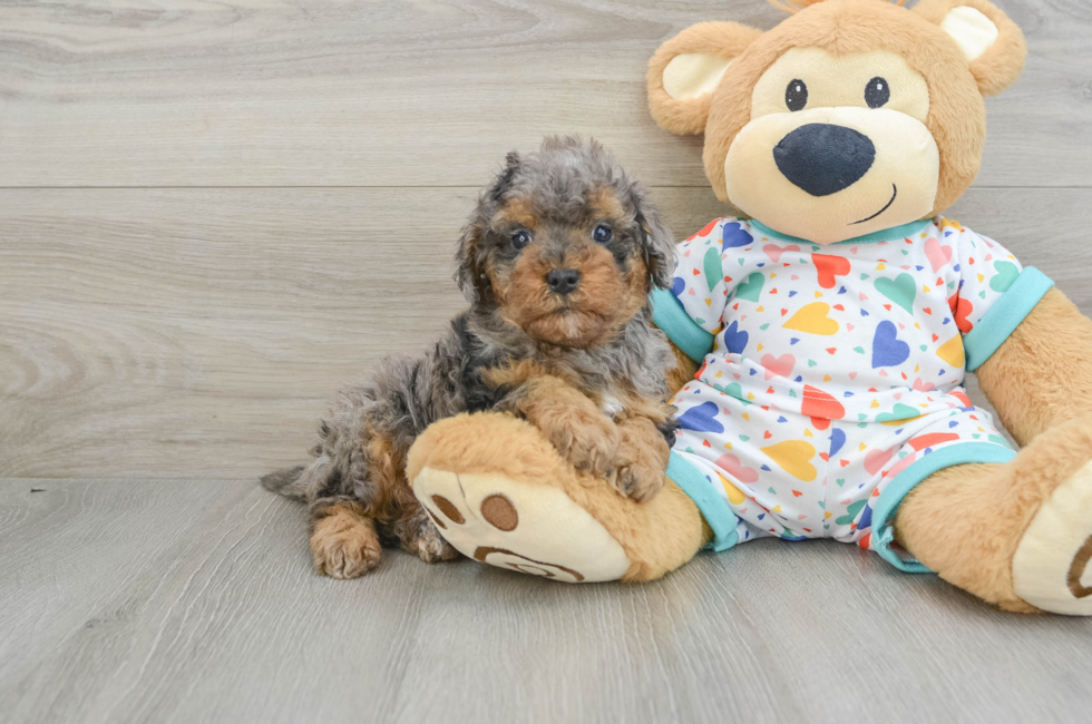 6 week old Cavapoo Puppy For Sale - Premier Pups