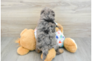 Adorable Cavalier King Charles Spaniel and Poodle Mix Poodle Mix Puppy