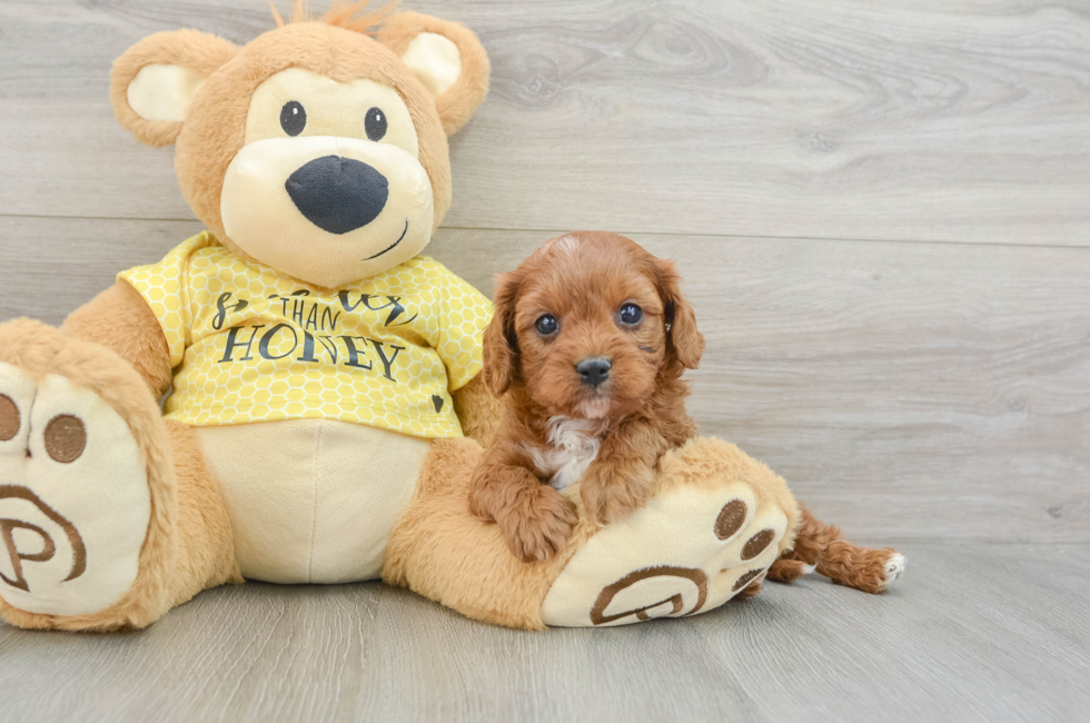 7 week old Cavapoo Puppy For Sale - Premier Pups