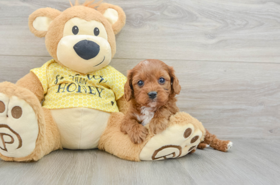 Playful Cavapoodle Poodle Mix Puppy