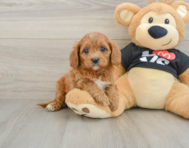 7 week old Cavapoo Puppy For Sale - Premier Pups