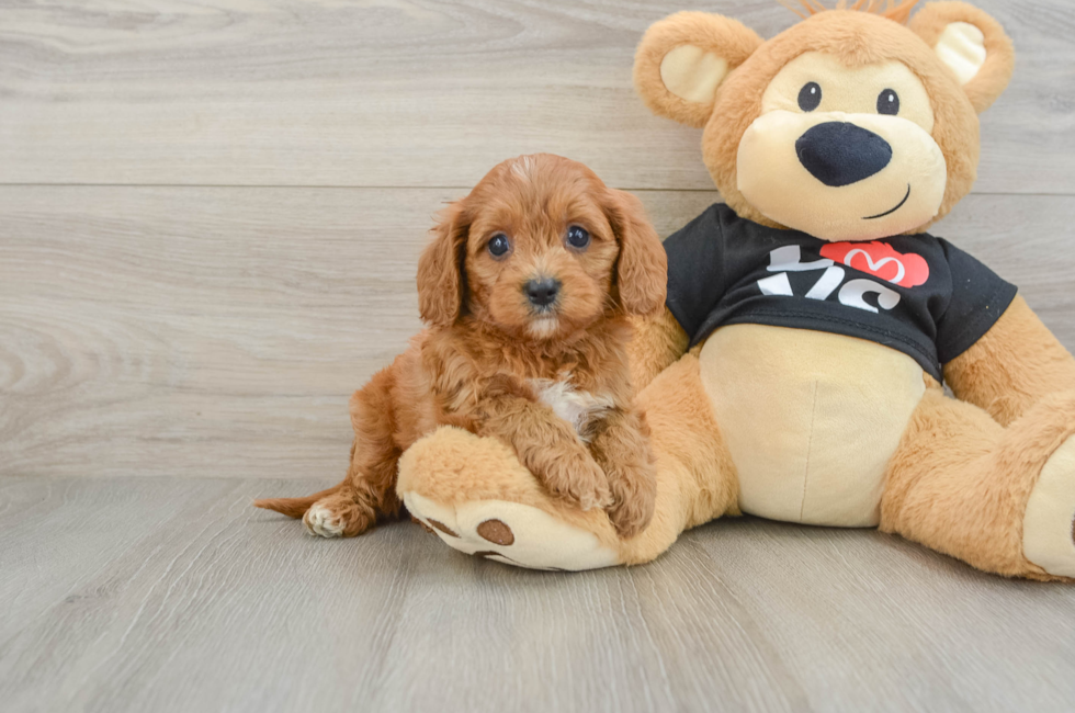 5 week old Cavapoo Puppy For Sale - Premier Pups
