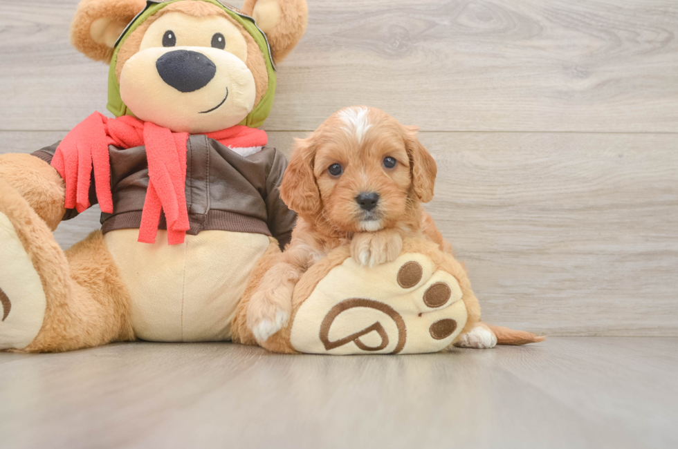 5 week old Cavapoo Puppy For Sale - Premier Pups