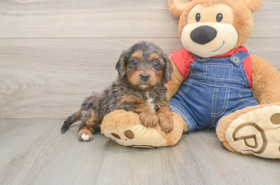 5 week old Cavapoo Puppy For Sale - Premier Pups