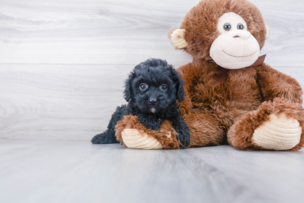 Best Cavapoo Baby