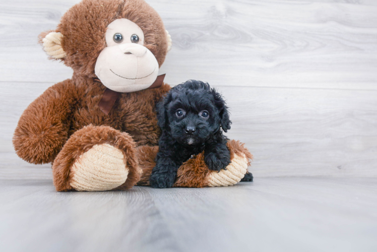 Energetic Cavoodle Poodle Mix Puppy