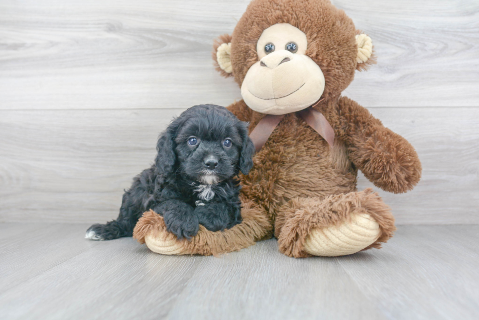 Sweet Cavapoo Baby