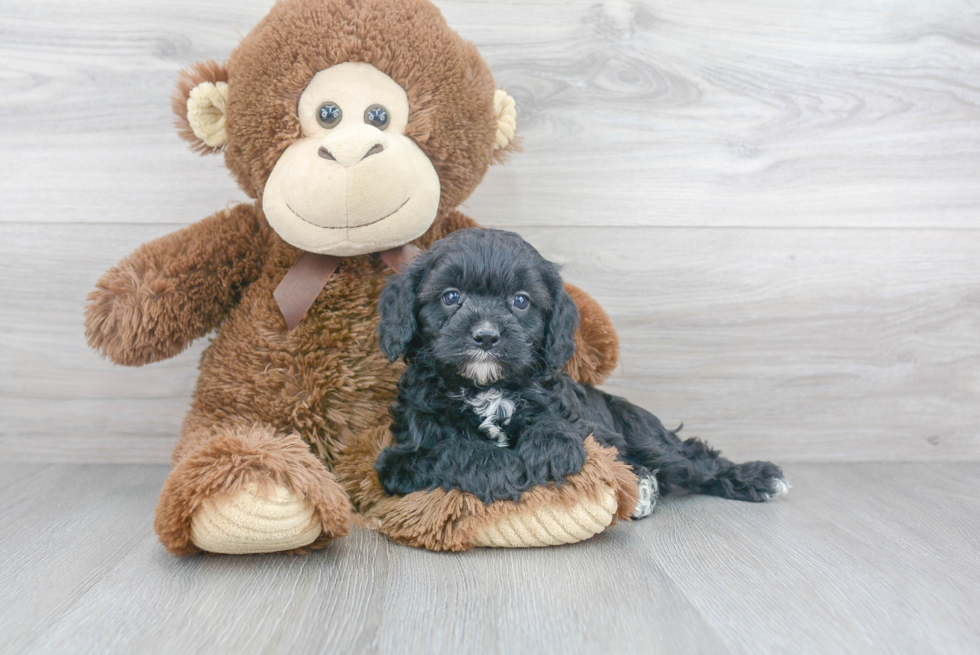 Adorable Cavoodle Poodle Mix Puppy