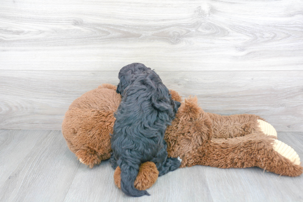 Fluffy Cavapoo Poodle Mix Pup