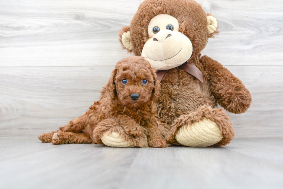 Hypoallergenic Cavoodle Poodle Mix Puppy