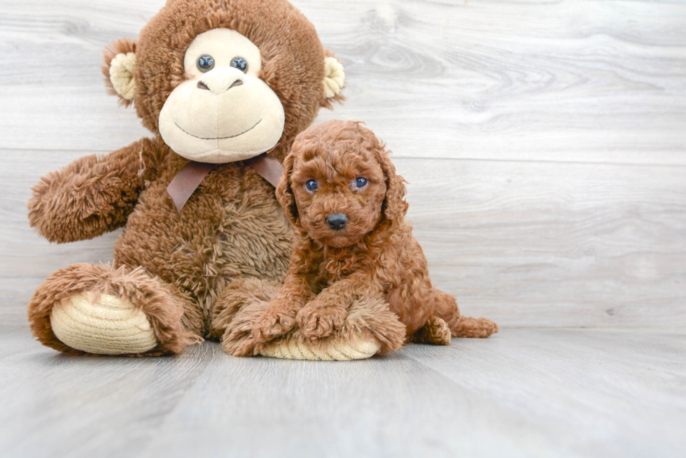 Cavapoo Pup Being Cute