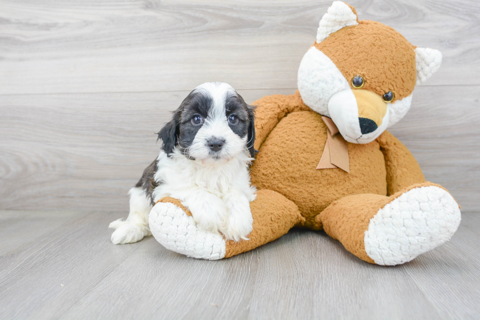 Fluffy Cavapoo Poodle Mix Pup