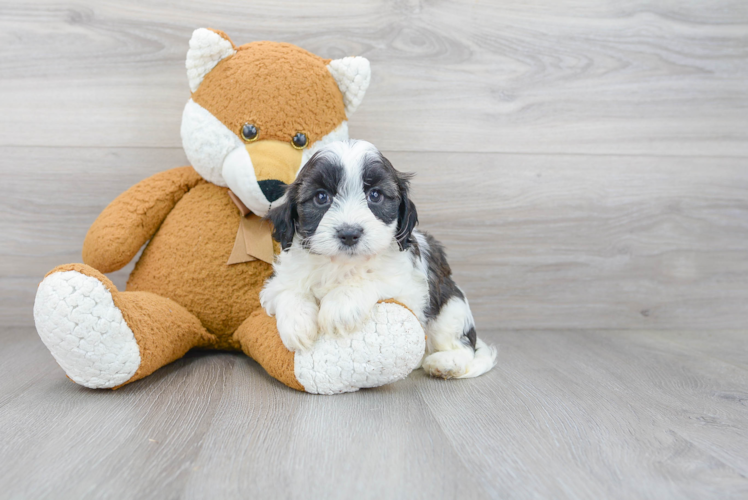 Cavapoo Pup Being Cute