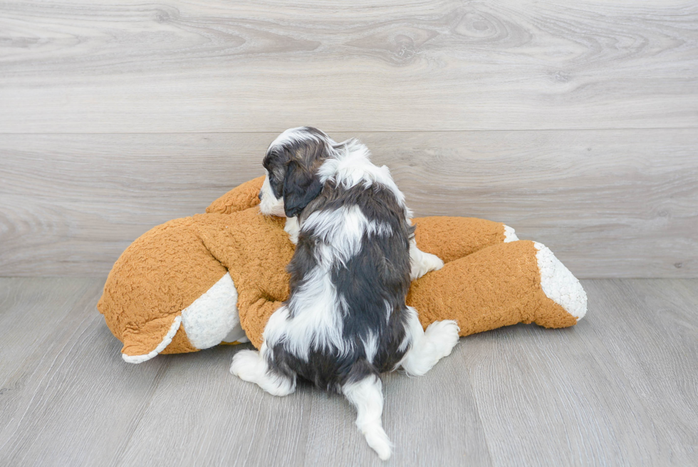 Funny Cavapoo Poodle Mix Pup