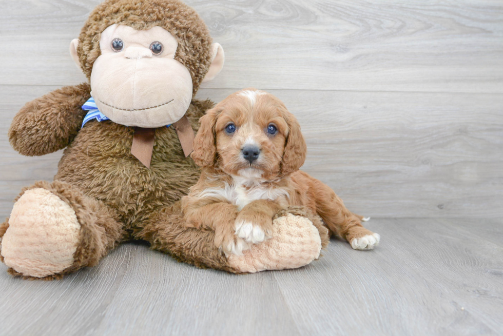 Playful Cavoodle Poodle Mix Puppy