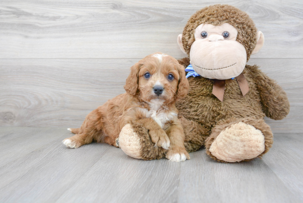 Cavapoo Pup Being Cute