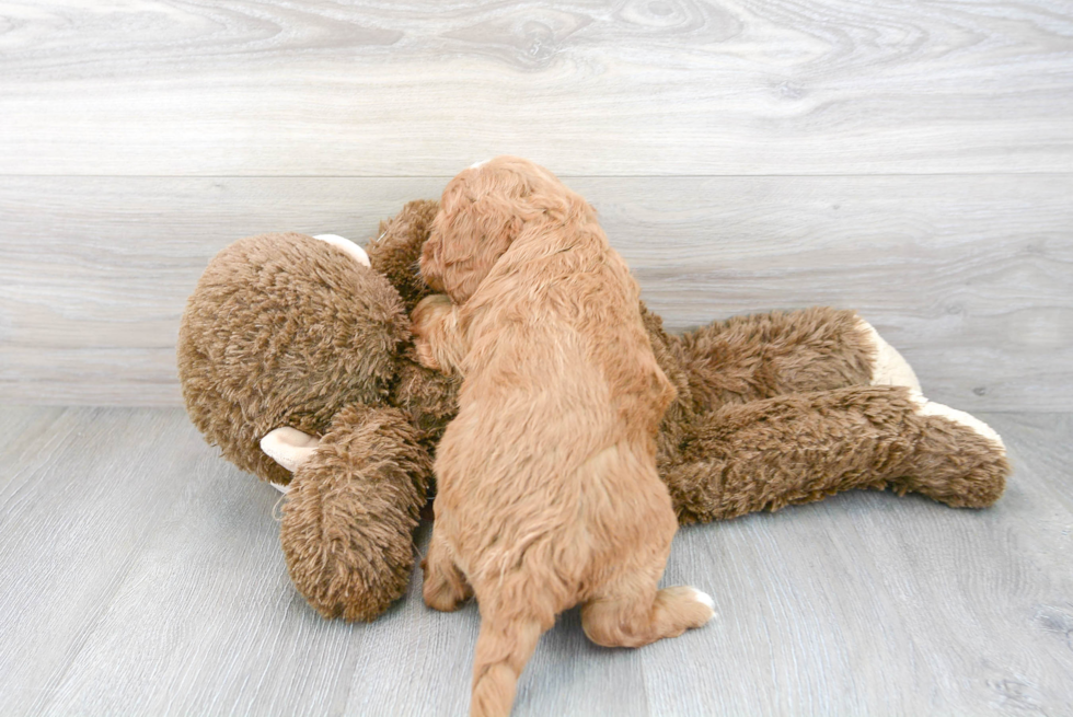 Cavapoo Pup Being Cute