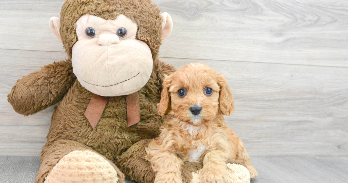 Smart Cavapoo Hildee: 5lb 3oz Doodle Puppy