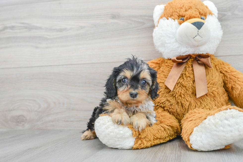 Cavapoo Pup Being Cute