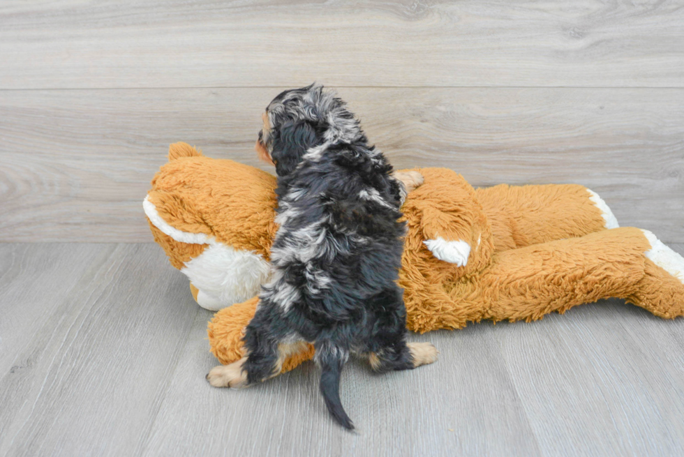 Cavapoo Puppy for Adoption