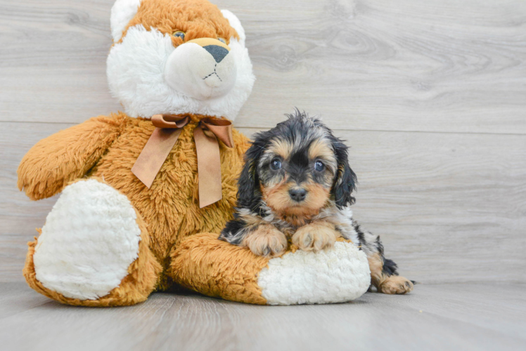 Cavapoo Puppy for Adoption