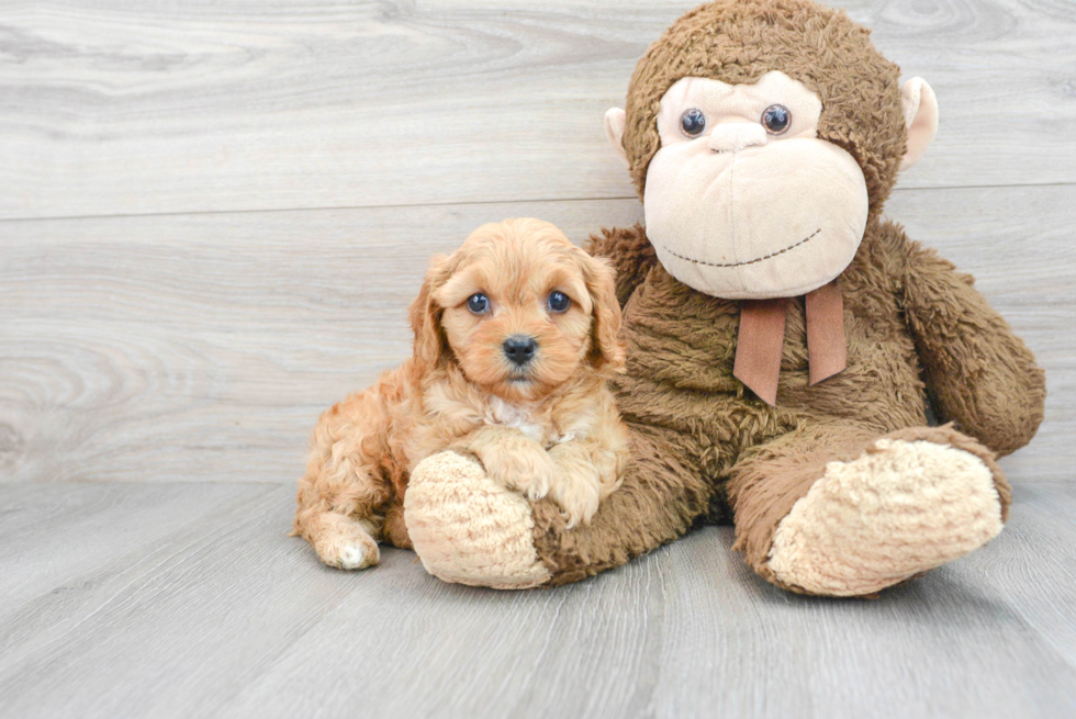 Best Cavapoo Baby