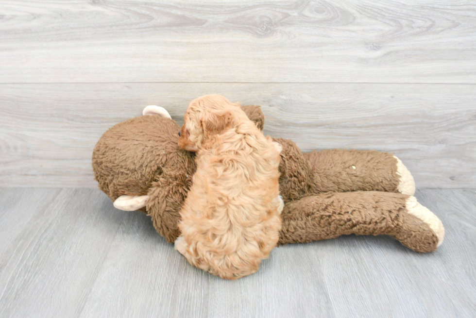 Cavapoo Pup Being Cute