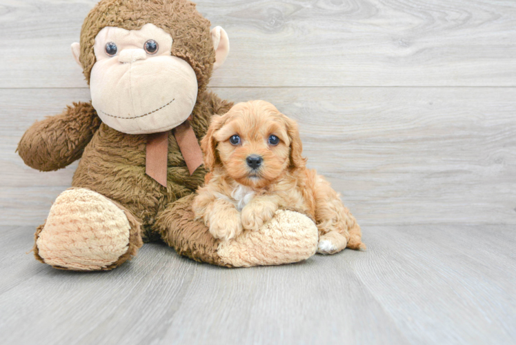 Fluffy Cavapoo Poodle Mix Pup