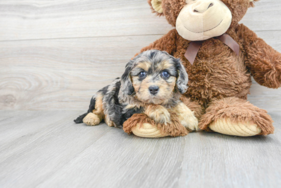 Little Cavoodle Poodle Mix Puppy