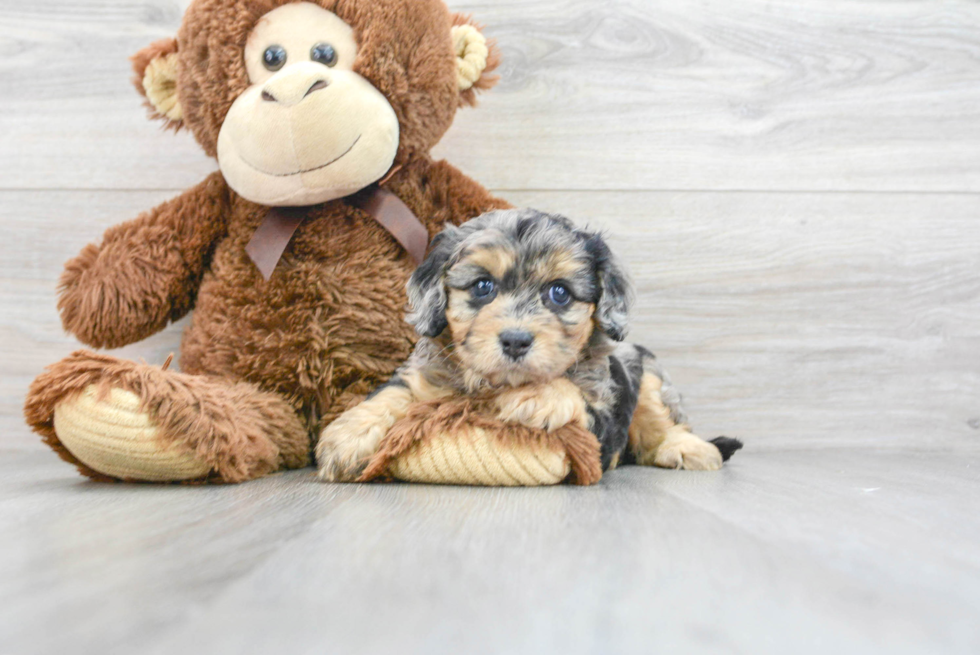 Fluffy Cavapoo Poodle Mix Pup