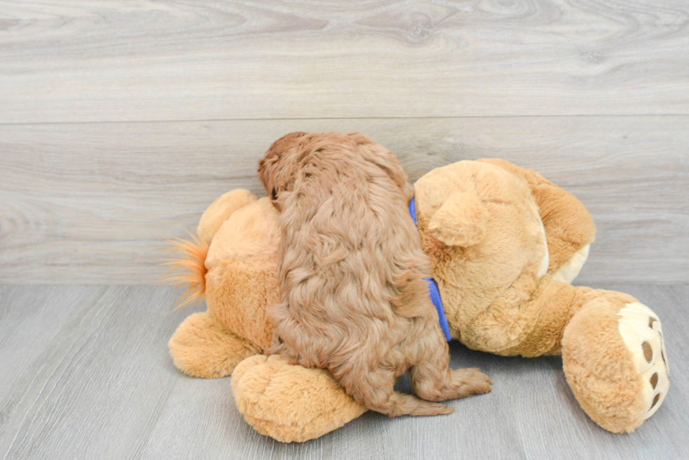 Funny Cavapoo Poodle Mix Pup