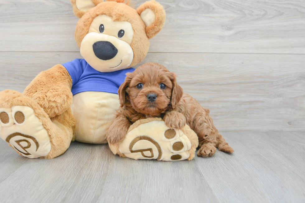 Cavapoo Puppy for Adoption