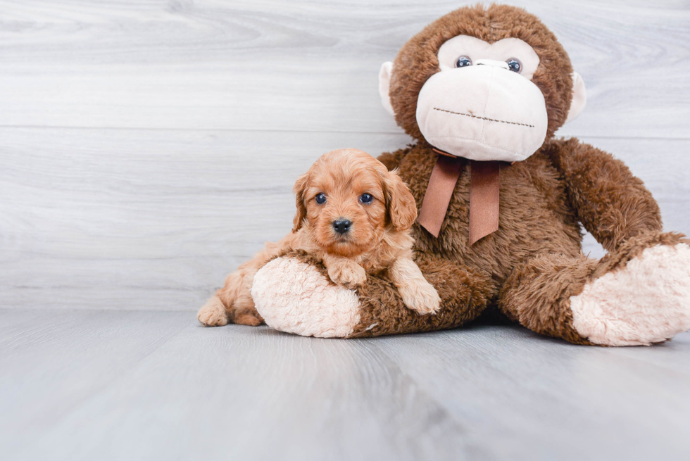 Cavapoo Pup Being Cute