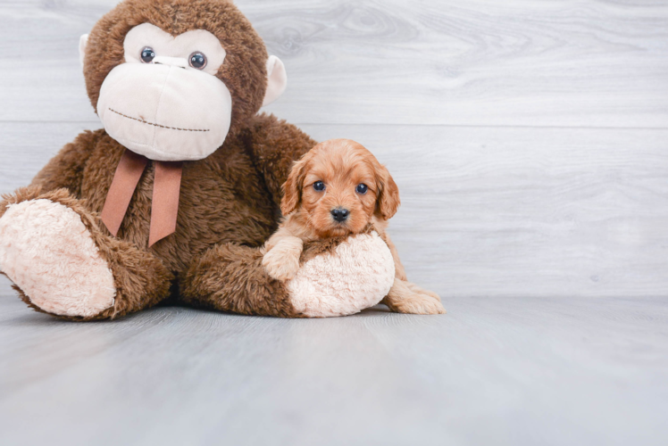 Cavapoo Puppy for Adoption