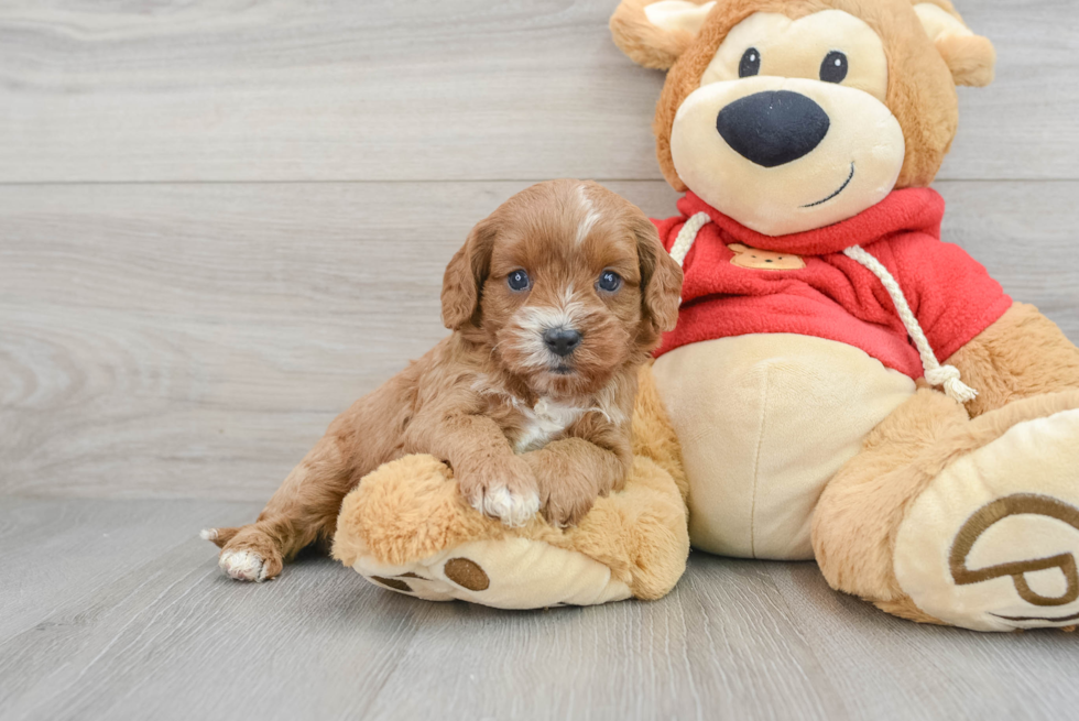 Smart Cavapoo Poodle Mix Pup