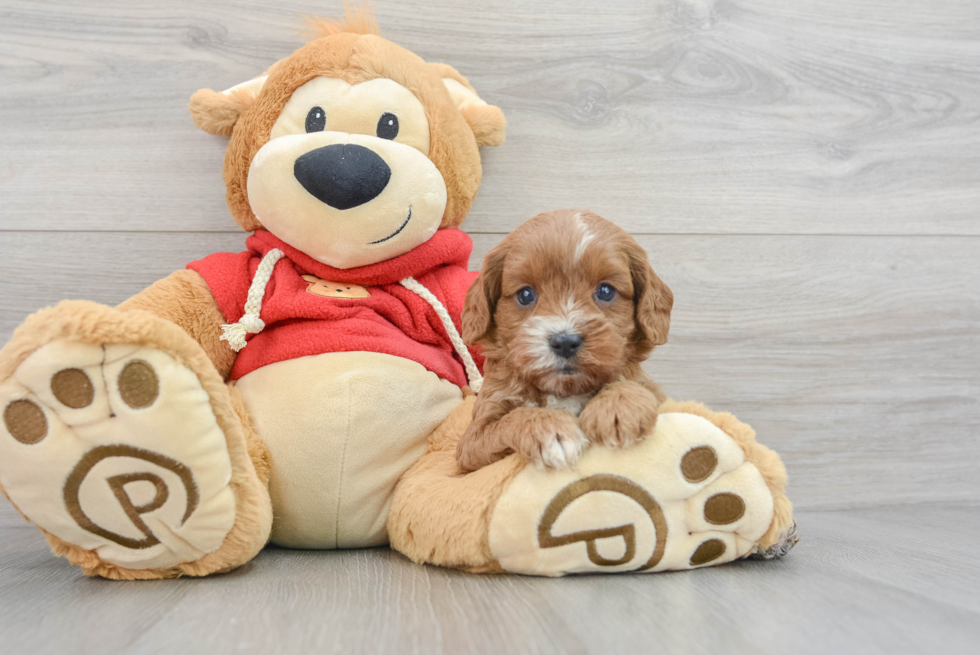 Smart Cavapoo Poodle Mix Pup