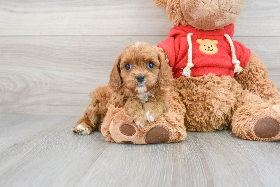 Cavapoo Puppy for Adoption