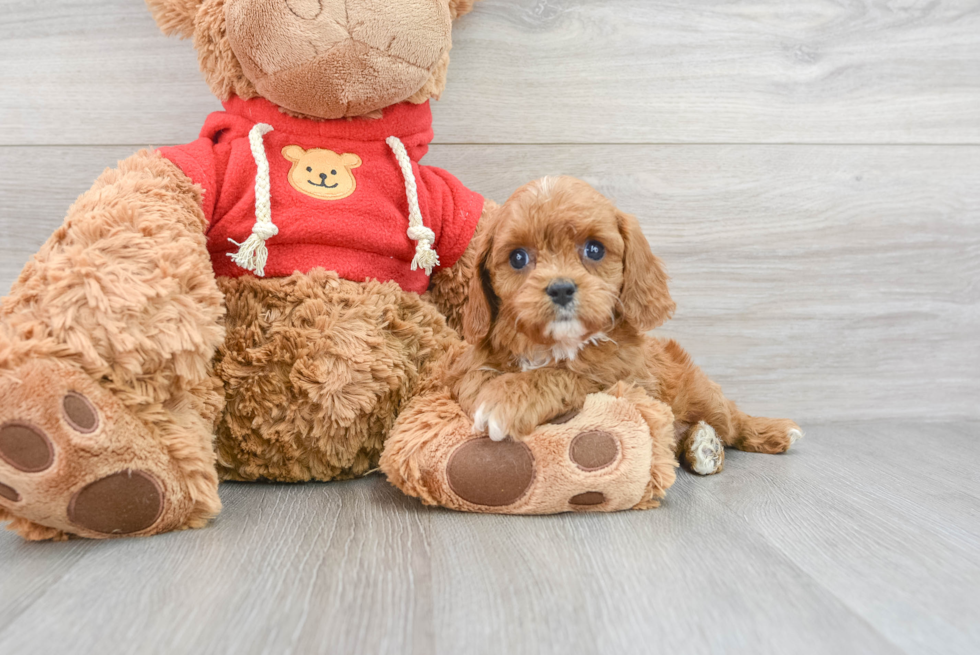 Cavapoo Pup Being Cute