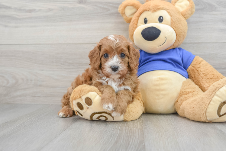 Best Cavapoo Baby