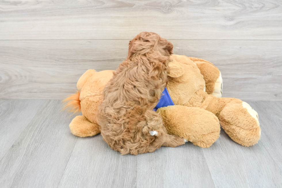 Sweet Cavapoo Baby