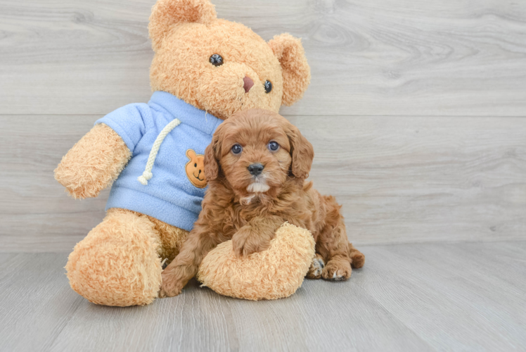 Cavapoo Pup Being Cute