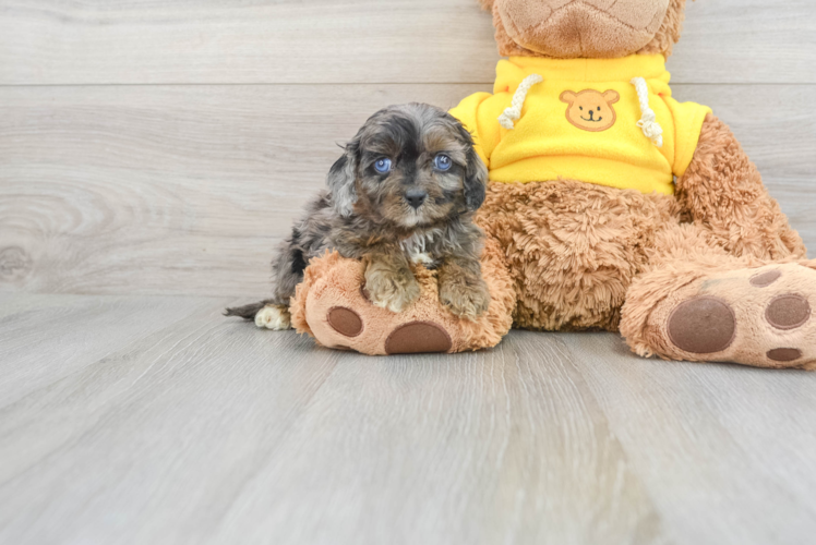 Funny Cavapoo Poodle Mix Pup