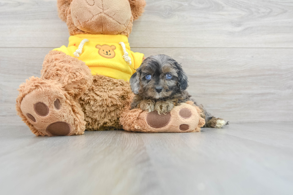 Friendly Cavapoo Baby